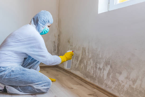 Licensed Mold Remediation service in National Park, NJ - Car Mold Remediation
